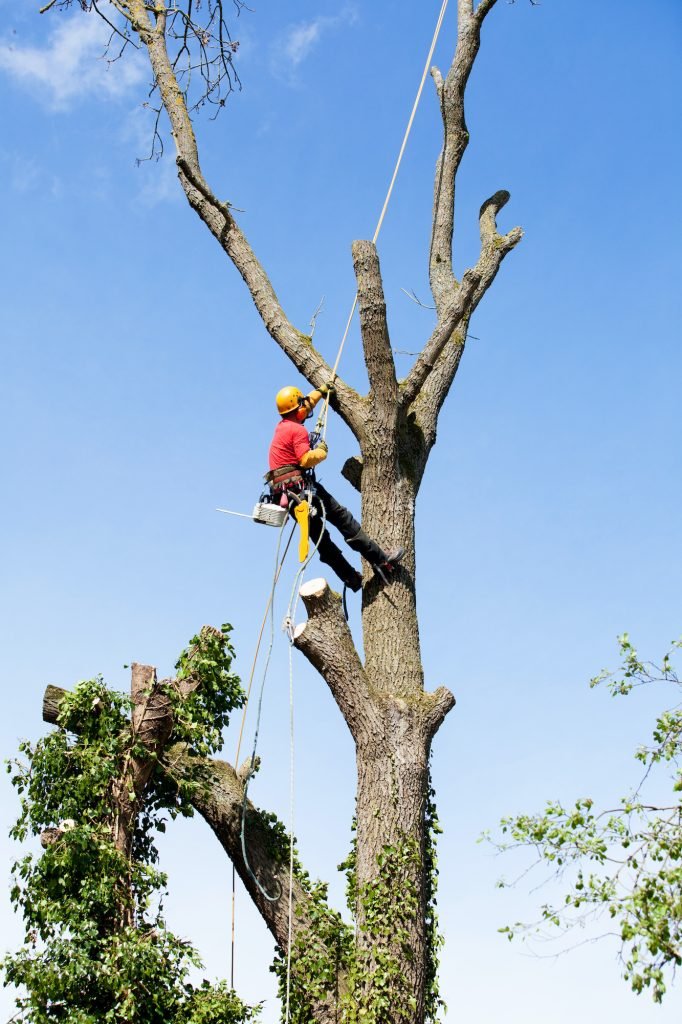 arborist nyc