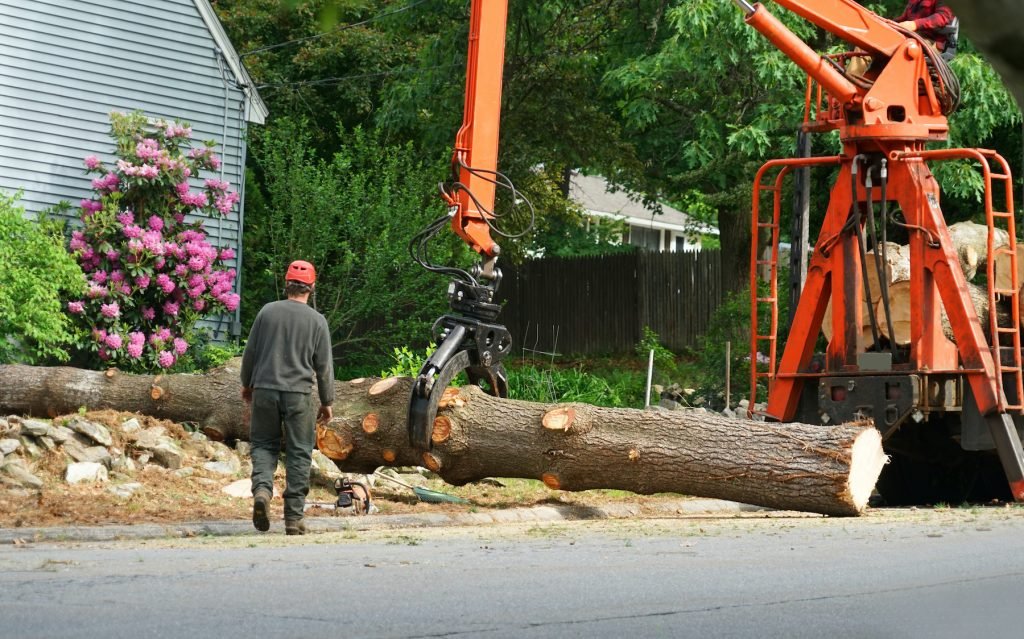 nyc tree removal companies