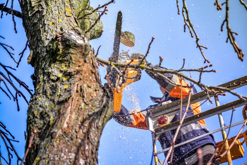 bronx tree cutting
