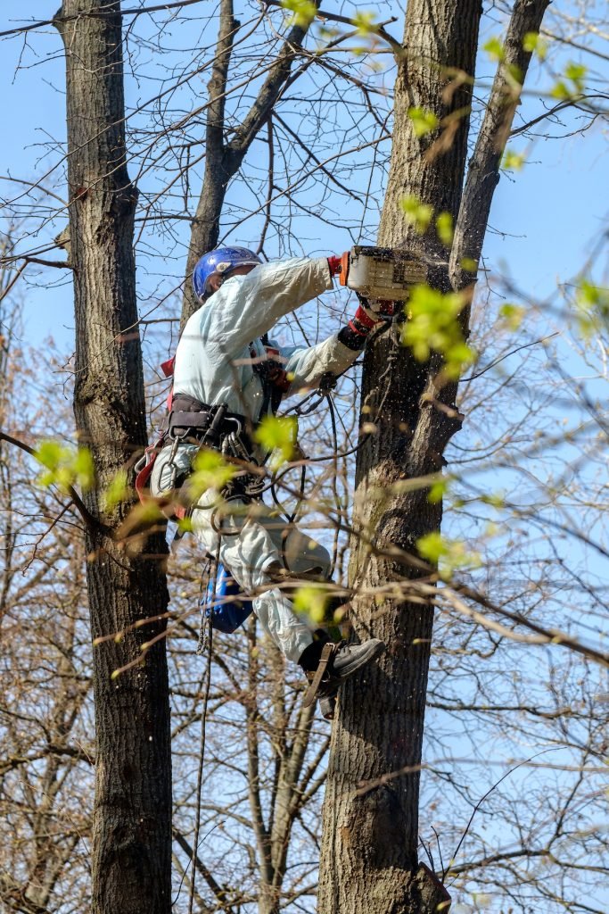 nyc tree removal