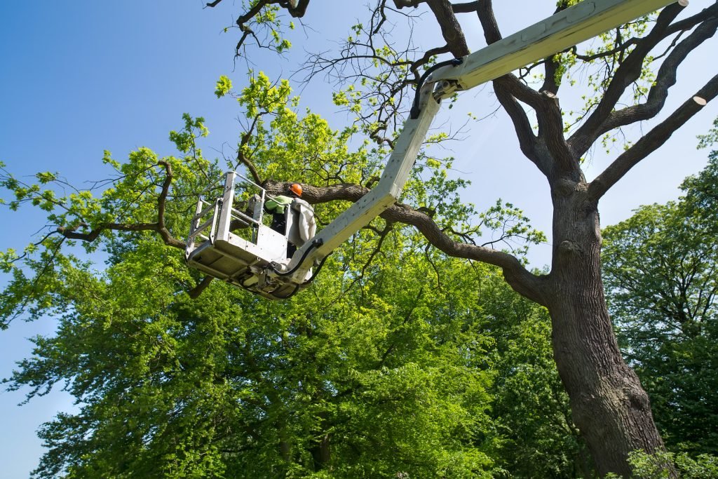 tree surgeon nyc