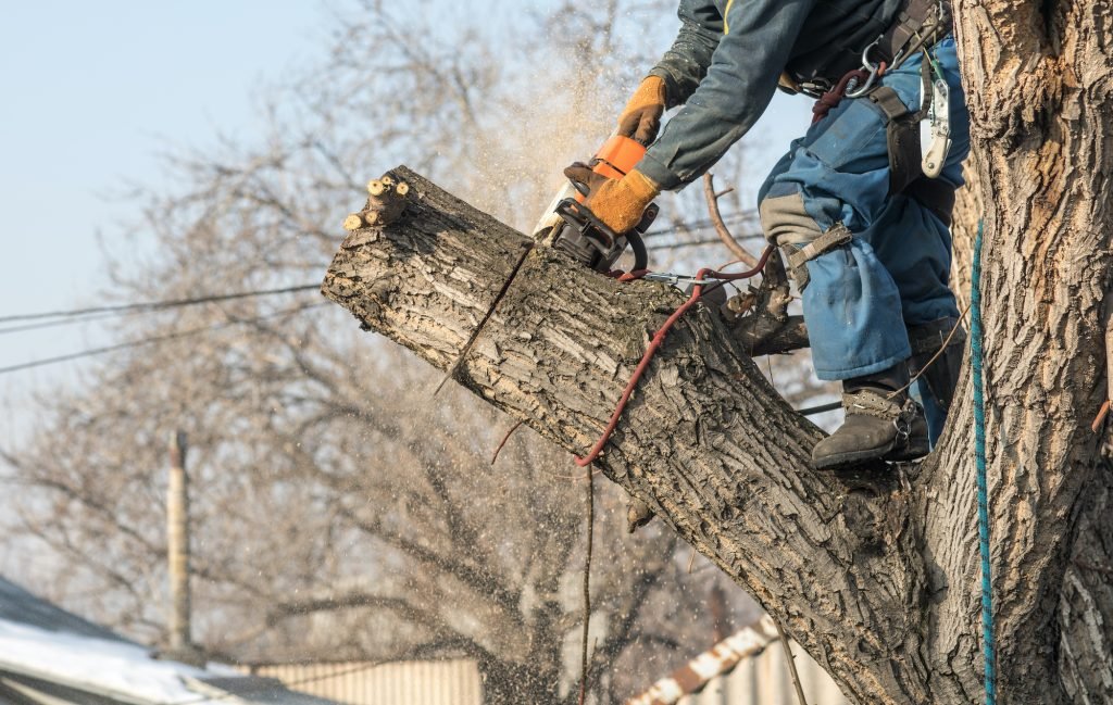arborist tree trimming nyc
