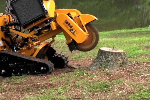Tree Cutting Services New York City, NY – Safe & Professional Cutting