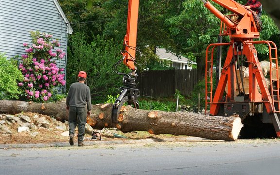 NYC Tree Emergencies: What’s Covered by Homeowners Insurance vs. What You Pay Out of Pocket
