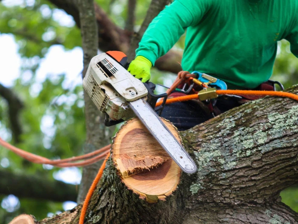 Can You Remove a Tree Yourself in NYC? Legal Requirements, Risks & When to Call Professionals