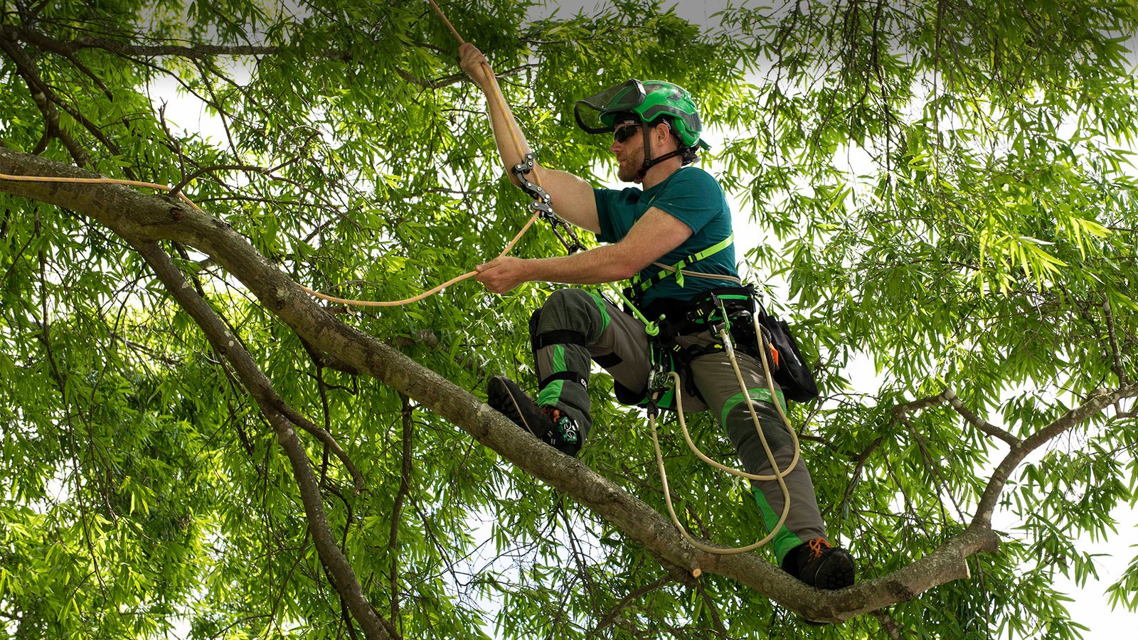 certified arborist tree removal