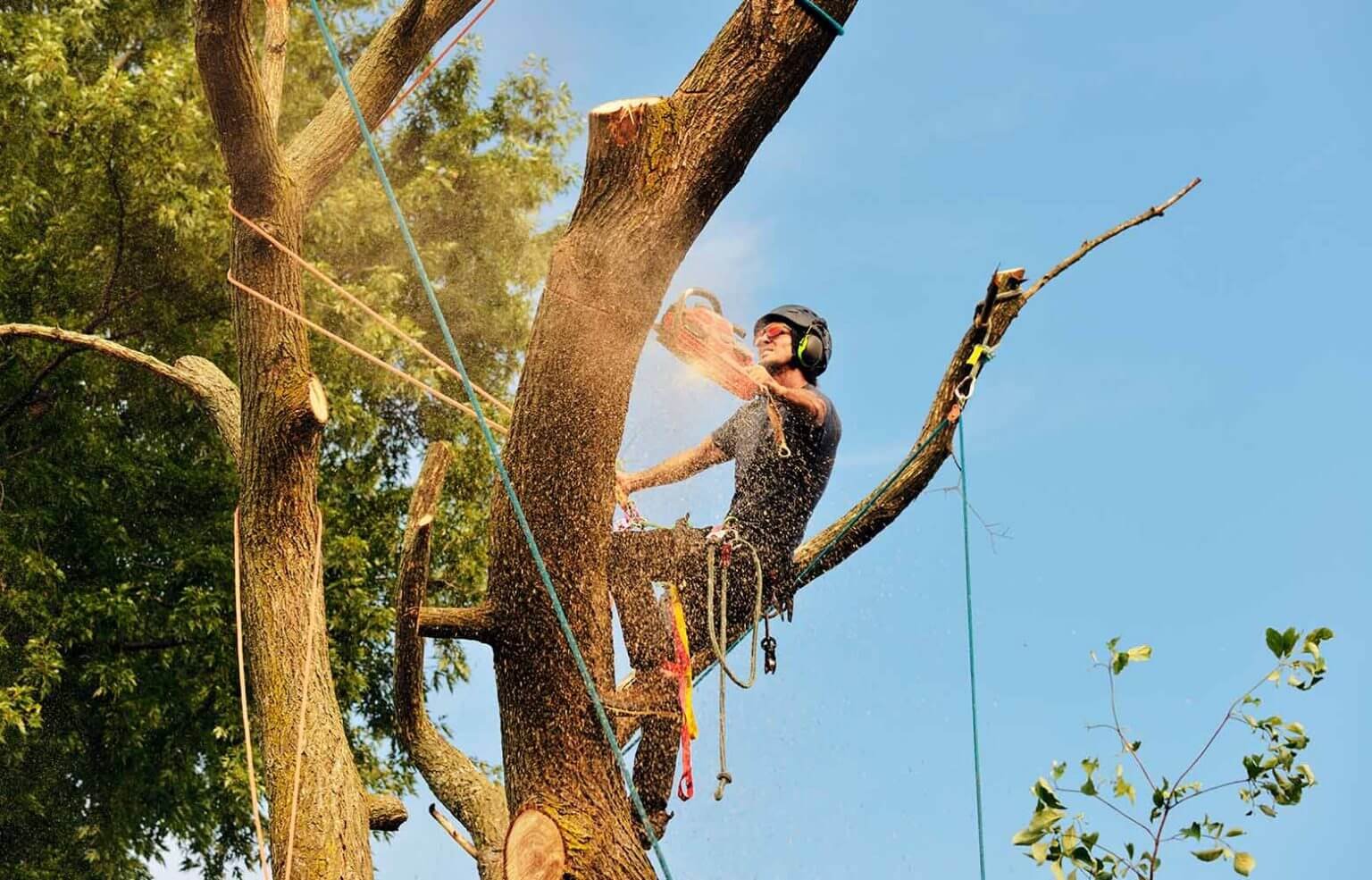 Tree Removal