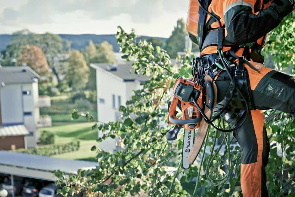 Tree Maintenance