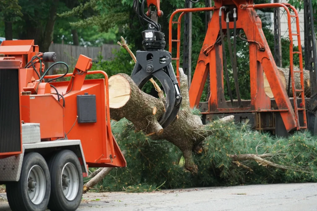 Why Hiring a Certified Arborist Is the Best Investment for Your Trees