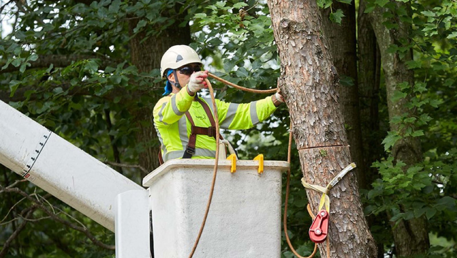 certified arborist tree removal