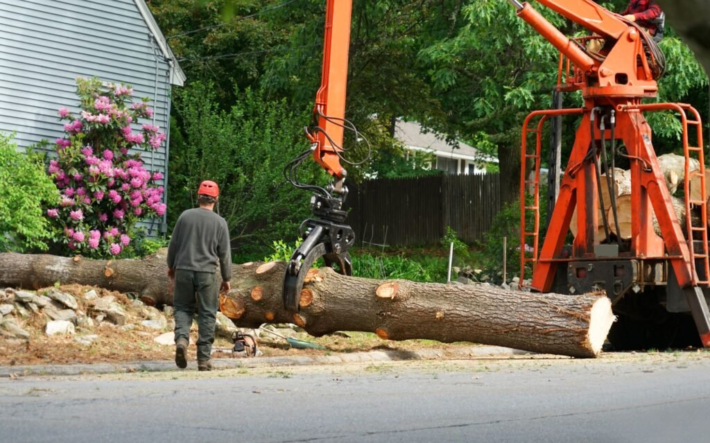 10 Warning Signs Your Tree May Need to Be Removed