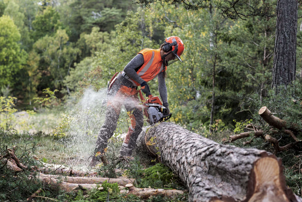 How Regular Tree Maintenance Saves Homeowners Money in the Long Run