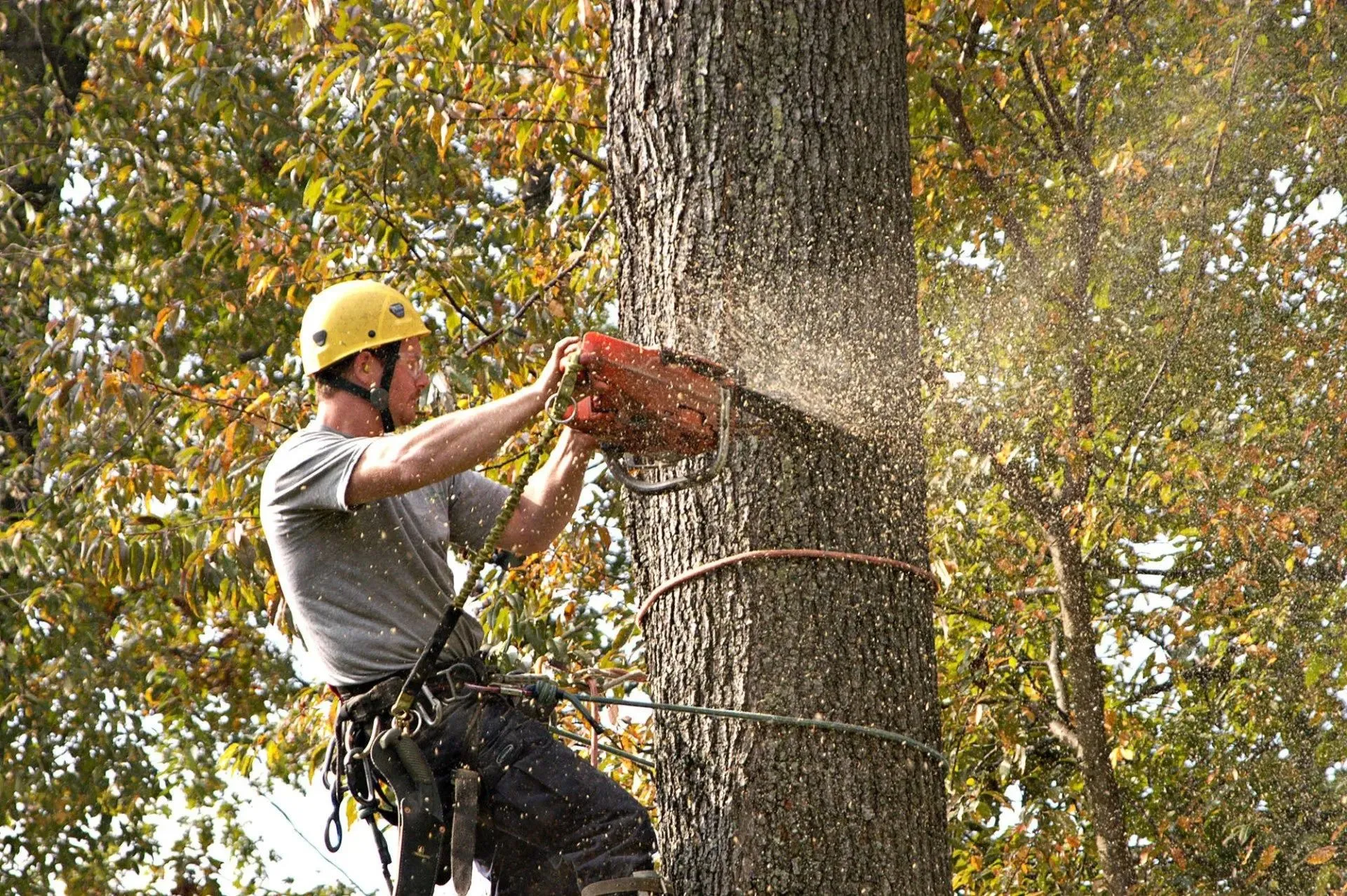 Tree Maintenance