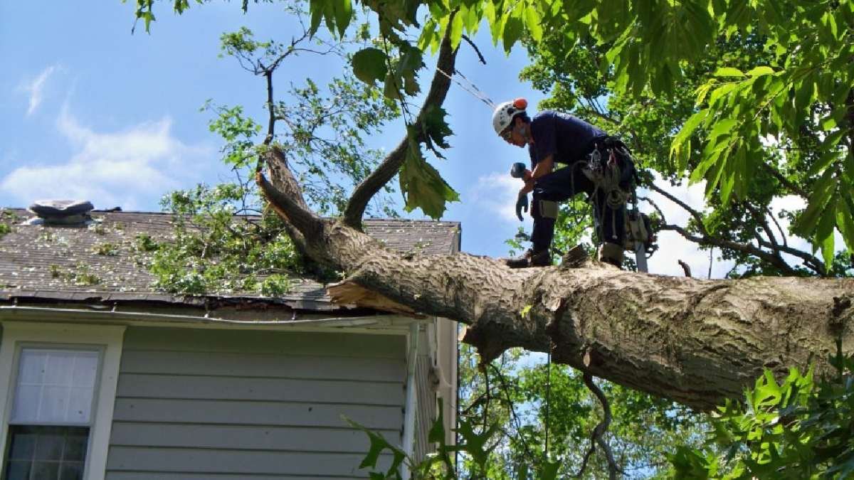 Tree Removal